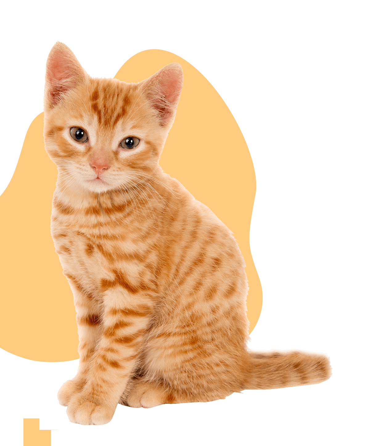 cat graphic of Volcano Cat Sanctuary