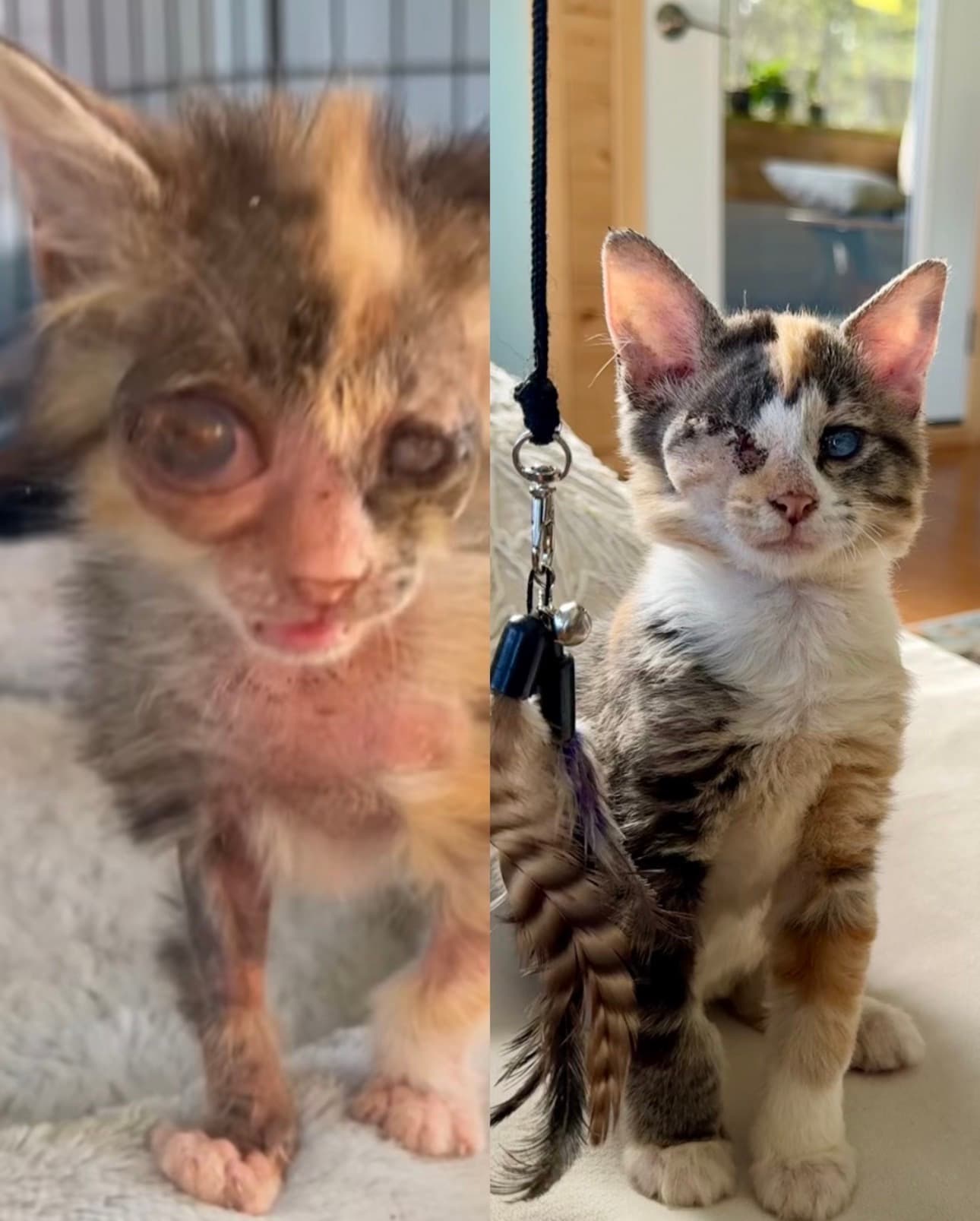 Before and after pictures of Miracle, the kitten that we will never forget