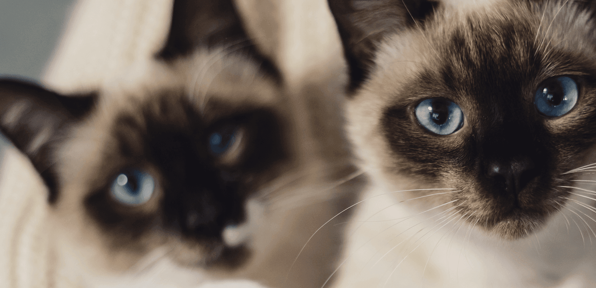 Siamese cats at Volcano Cat Sanctuary