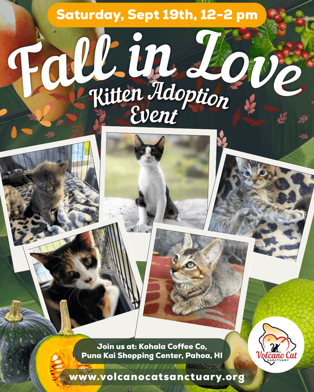 September Kitten Adoption Event!