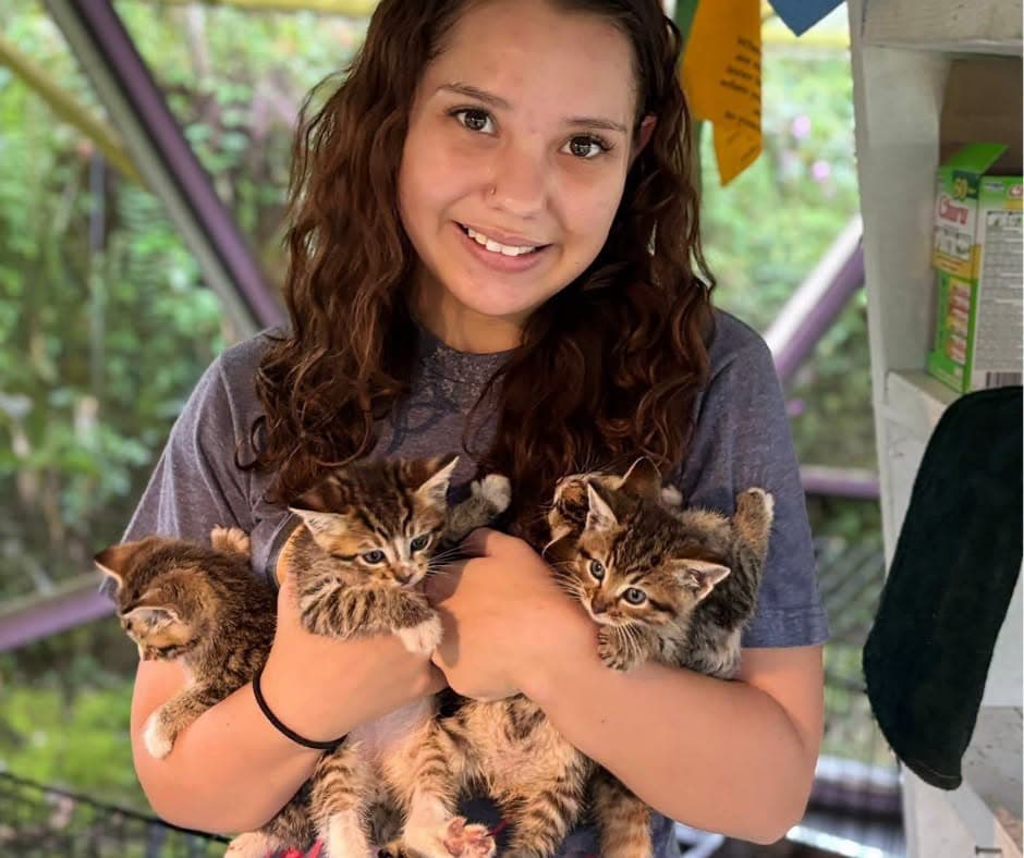 Volunteers spending time with rescue cats at Volcano Cat Sanctuary