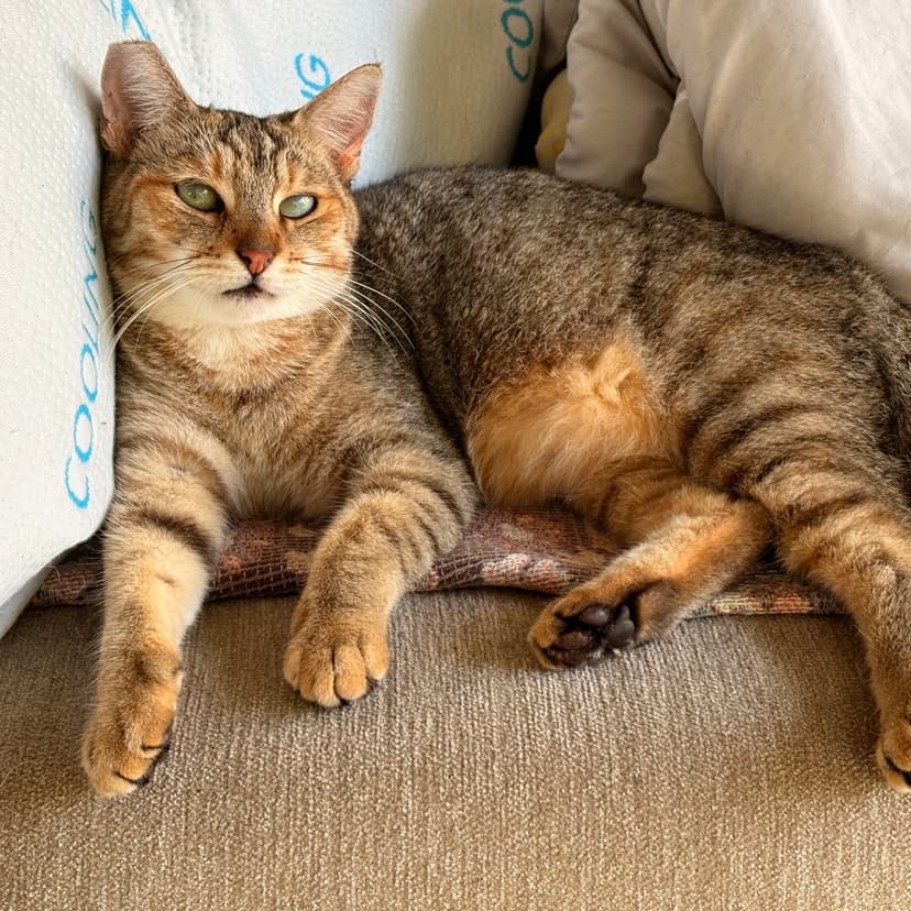 Cheeky (AKA Mama Kitty) photo